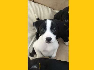 Forest | Terrier (Staffordshire Bull) Cross | Ballymena (Northern Ireland) - 3