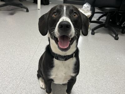 Remi, a 1 year old male Staffordshire Bull Terrier X Beagle available for adoption from Dogs Trust in Northern Ireland