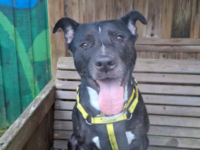 Munchkin | Terrier (Staffordshire Bull) Cross | Ilfracombe - 3