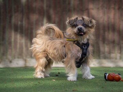 Dennis | Lhasa Apso | Kenilworth (West Midlands) - 3