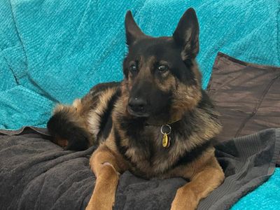 Casey | German Shepherd Dog | Kenilworth (West Midlands) - 3