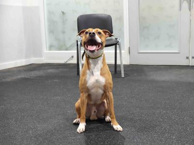 Brodie | Terrier (Bull) Cross | Darlington - 2