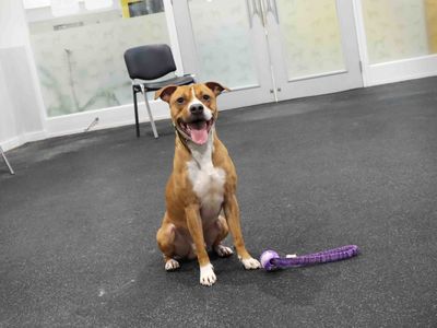 Brodie | Terrier (Bull) Cross | Darlington - 3