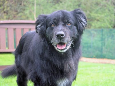 Max — Collie (Border) Cross