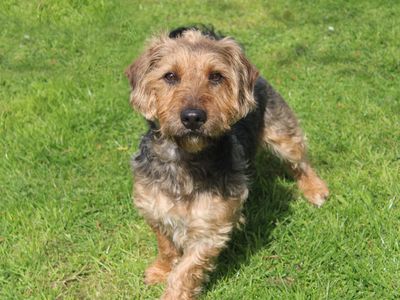 Finley | Terrier (Jack Russell) Cross | Merseyside (Liverpool) - 2