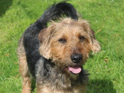 Finley | Terrier (Jack Russell) Cross | Merseyside (Liverpool) - 3