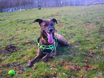 Loki | Belgian Shepherd Dog (Malinois) Cross | Manchester - 4