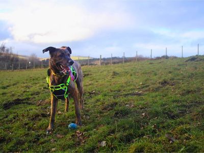 Loki | Belgian Shepherd Dog (Malinois) Cross | Manchester - 2