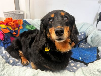 Doris | Dachshund (Long Haired) | Ballymena (Northern Ireland) - 5