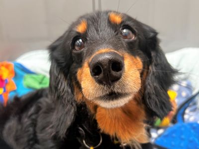 Doris | Dachshund (Long Haired) | Ballymena (Northern Ireland) - 3