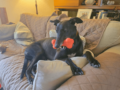 Lavender Longlegs | Greyhound | Dundee - 5