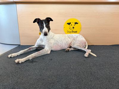 Laurel Longlegs | Greyhound | West Calder (Edinburgh) - 3