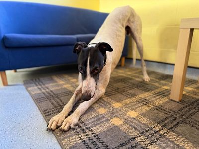 Laurel Longlegs | Greyhound | West Calder (Edinburgh) - 3