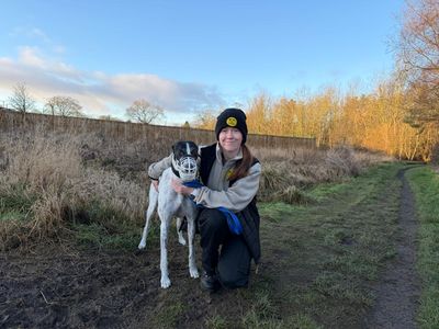 Laurel Longlegs | Greyhound | West Calder (Edinburgh) - 5