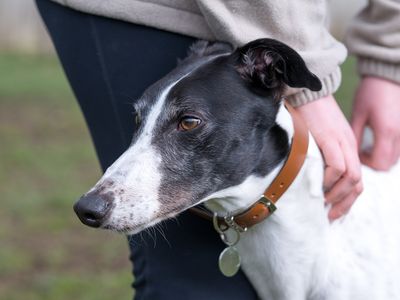 Laurel Longlegs | Greyhound | West Calder (Edinburgh) - 5