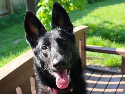 Peppa | German Shepherd Dog | Harefield West London - 3