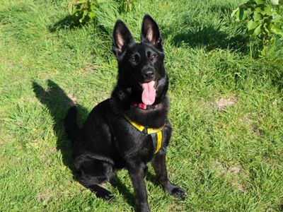 Peppa | German Shepherd Dog | Harefield West London - 2