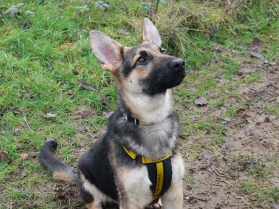 Aslan | German Shepherd Dog | Harefield West London - 3