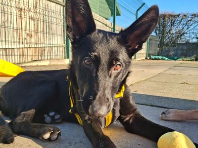 Jadis | German Shepherd Dog | Harefield West London - 2