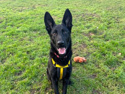 Jadis | German Shepherd Dog | Harefield West London - 3