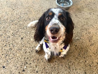 Chester | Spaniel (English Springer) | Snetterton (Norfolk) - 5