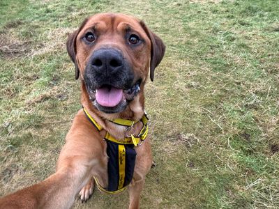 Buddy | Retriever (Labrador) Cross | Glasgow - 3