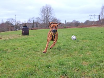 Buddy | Retriever (Labrador) Cross | Glasgow - 1