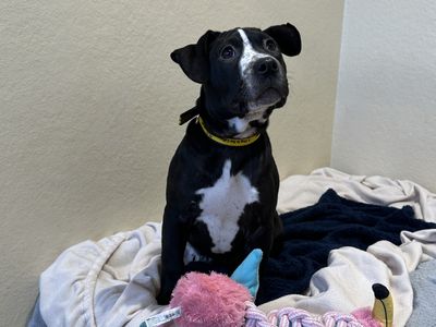 Aggie | Crossbreed | Ballymena (Northern Ireland) - 3