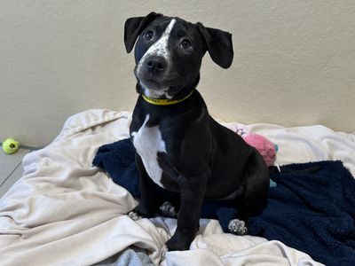 Aggie | Crossbreed | Ballymena (Northern Ireland) - 2