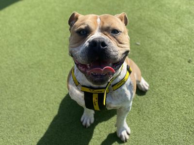 Dexter | Terrier (Staffordshire Bull) Cross | Shrewsbury (Shropshire) - 5