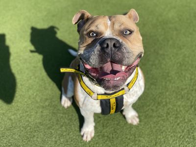 Dexter | Terrier (Staffordshire Bull) Cross | Shrewsbury (Shropshire) - 3