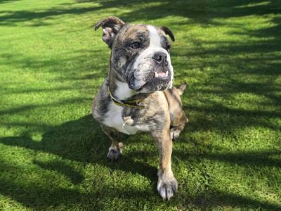 Missy | Bulldog | Basildon (Essex) - 3