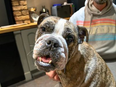Missy | Bulldog | Basildon (Essex) - 5