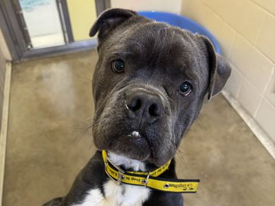 Foggy | American Bulldog Cross | Basildon (Essex) - 3