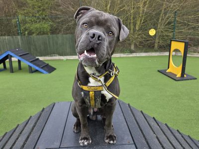 Foggy | American Bulldog Cross | Basildon (Essex) - 2