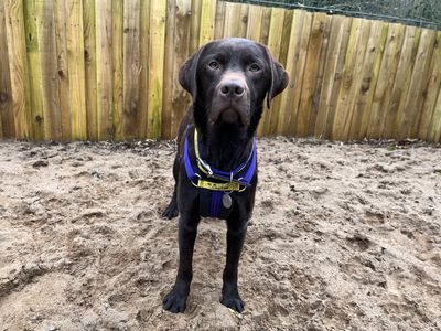 Whispa | Retriever (Labrador) | Ilfracombe - 3