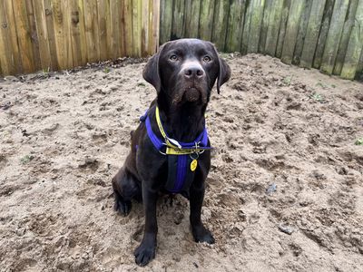 Whispa | Retriever (Labrador) | Ilfracombe - 5