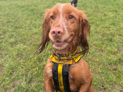 Jess & Scrappy-Doo | Spaniel (English Springer) | Shrewsbury (Shropshire) - 3