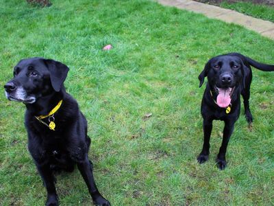 Leo | Retriever (Labrador) | Manchester - 5