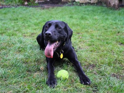 Leo | Retriever (Labrador) | Manchester - 3