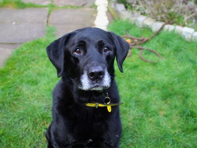 Oscar | Retriever (Labrador) | Manchester - 5