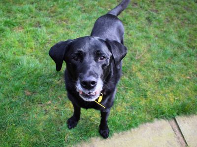 Oscar | Retriever (Labrador) | Manchester - 3
