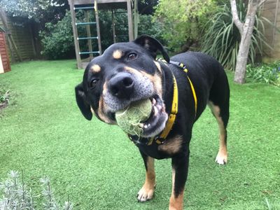 Mr Tubbs | Terrier (Staffordshire Bull) Cross | Evesham (Worcestershire) - 5