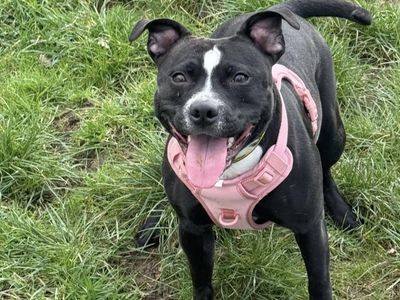 Dixie and Jax | Terrier (Staffordshire Bull) | Shrewsbury (Shropshire) - 3