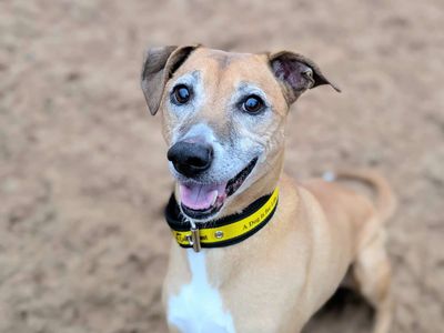 Weasel | Whippet Cross | Cardiff - 5