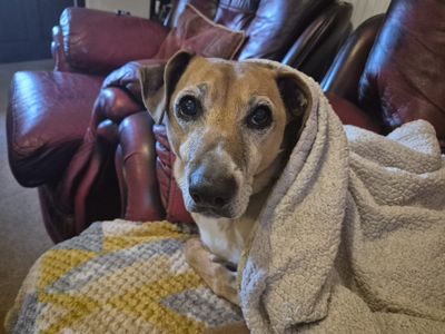 Weasel | Whippet Cross | Cardiff - 3