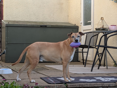 Buddy, a 12 years old male Whippet available for adoption from Dogs Trust in Wales