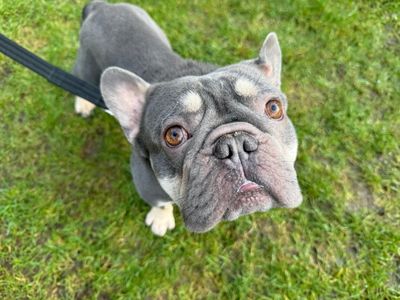 Thor | French Bulldog | Glasgow - 3