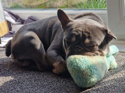 Thor | French Bulldog | Glasgow - 5