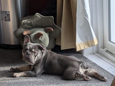 Thor — French Bulldog
